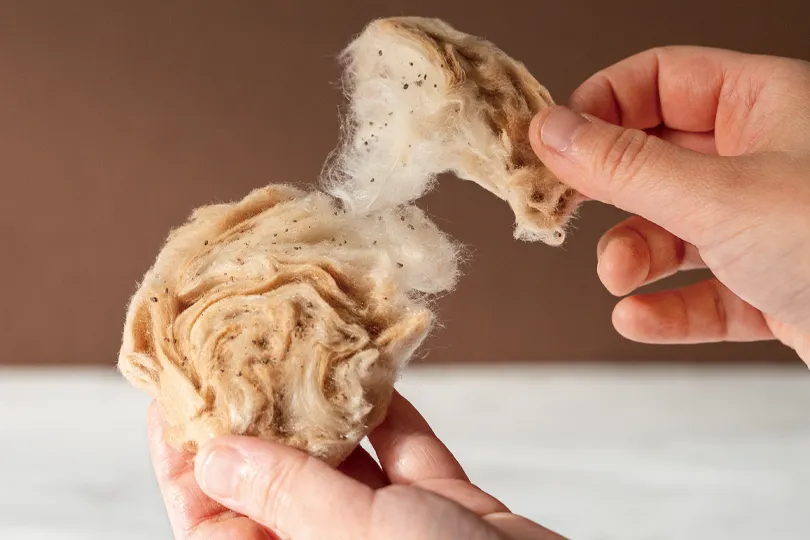 わたあめ ショコラ キャラメルサレ